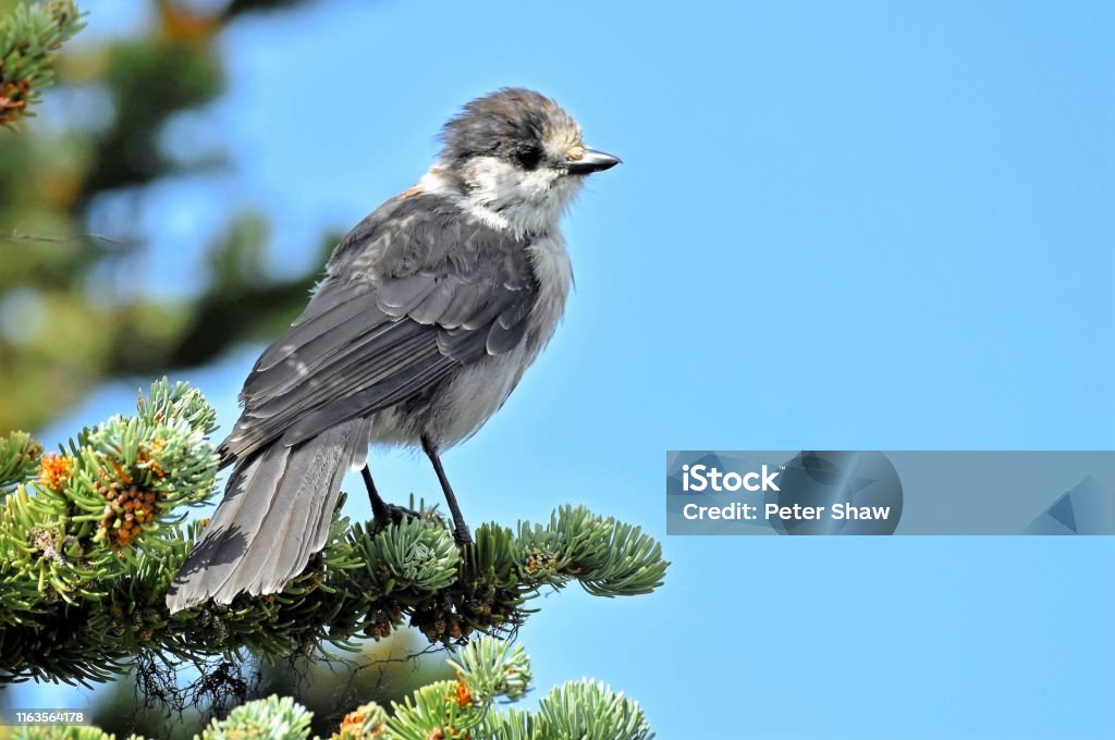 Whisky Jack 2, above the clouds in Whistler Mountains, Whistler, British Columbia, Canada, North America The Whisky Jack, is a provincial bird, of British Columbia, Canada and North America, in general. Bird Stock Photo