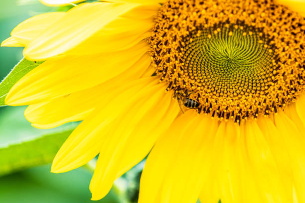 istock Bee pollen nectar on beautiful sunflower at the field 1163564690