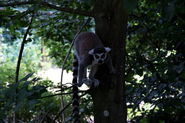 istock a katta sitting on a tree ready to jump at the zoo in germany 1163564773