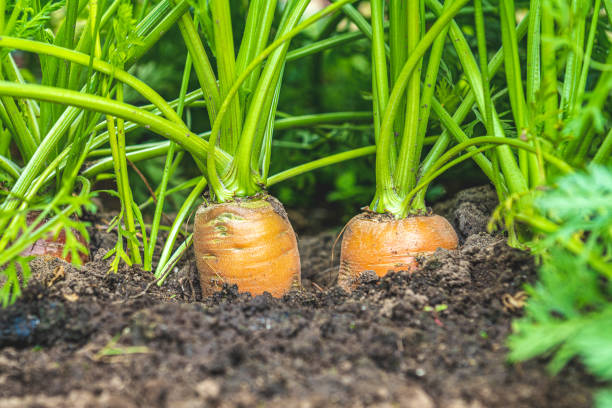 istock Organic Carrots. Carrot Growing Closeup 1163565395