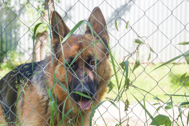 istock German shepherd looks through the fence and grass. 1163565594
