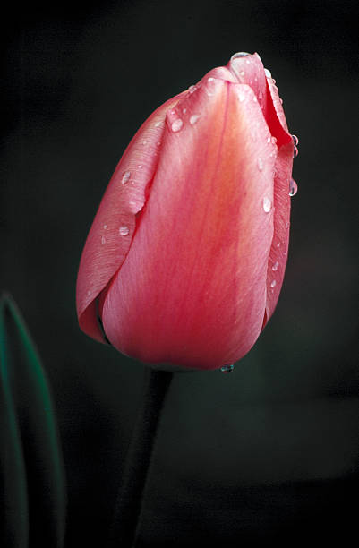 istock Pink Tulip, Flower, Dew, Close-up, Copyspace, Spring, Delicate, Petal 116356597