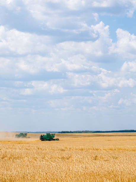 istock Harvesting wheat . Harvesters in the field 1163566723