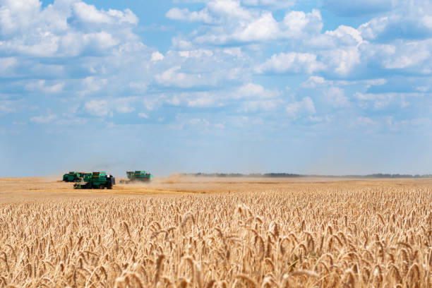 istock Harvesting wheat . Harvesters in the field 1163566724