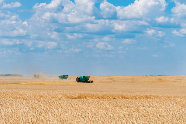 istock Harvesting wheat . Harvesters in the field 1163566731