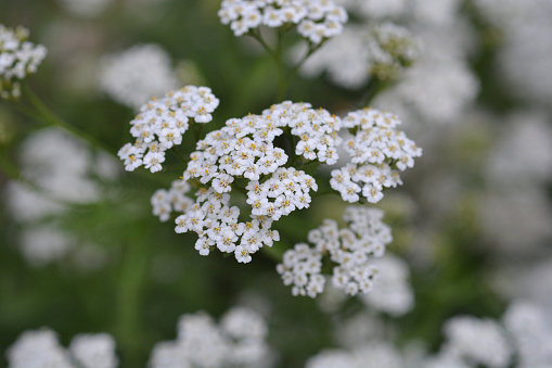 Mountain Yarrow white flower - Latin name - Achillea collina