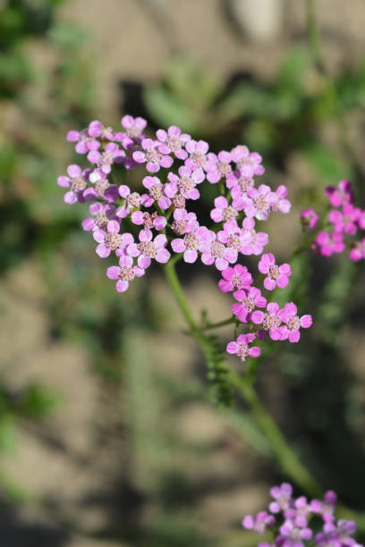 Soldiers Using Yarrow 80+ Soldiers Woundwort Stock Photos, Pictures & Royalty-Free Images ...