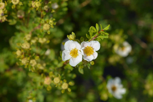 istock White Shrubby Cinquefoil 1163567192