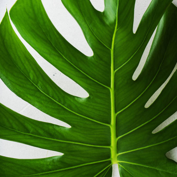 istock Real Tropical jungle Monstera leaves on grey concrete background. 1163568089
