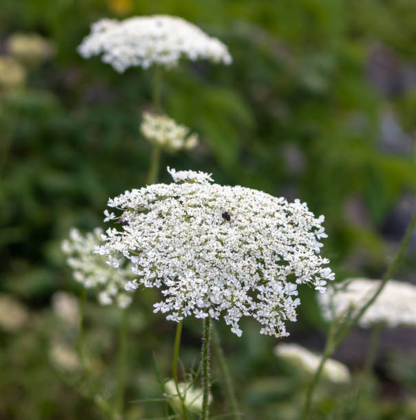 istock Queen Anne's Lace with blurred background 1163568114