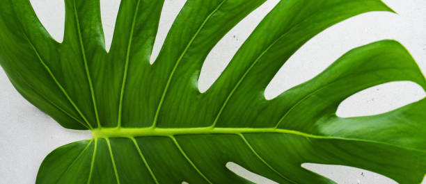 istock Real Tropical jungle Monstera leaves on grey concrete background. 1163568568