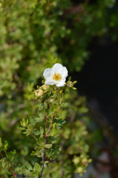istock White Shrubby Cinquefoil 1163568798