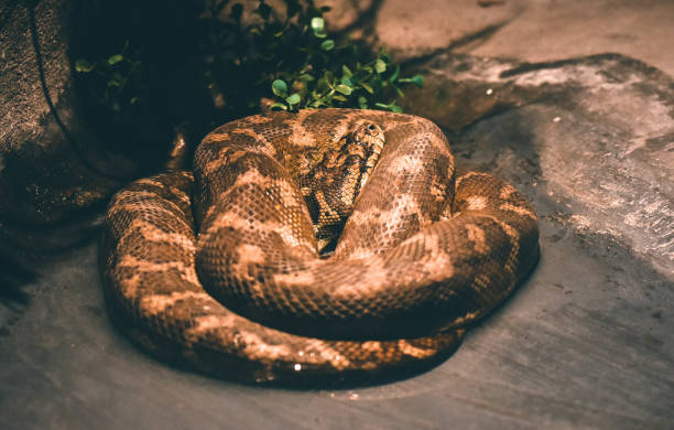 alfombra pitón se enrollaba en el agua - hypo fotografías e imágenes de stock