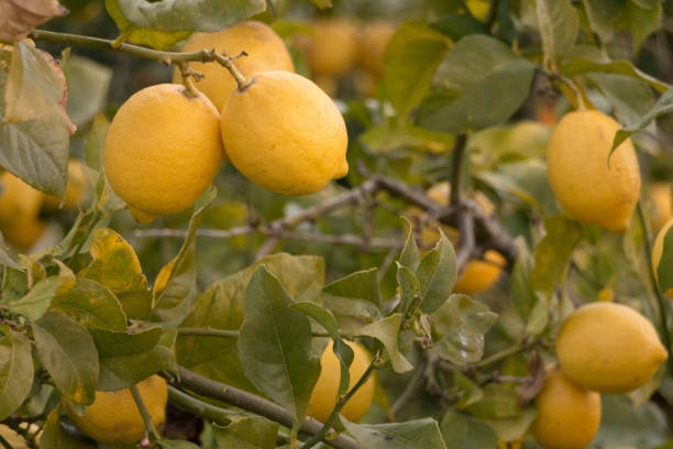 istock a pair of lemons on a lemon tree 1163569701