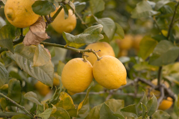 istock a pair of lemons on a lemon tree 1163569751