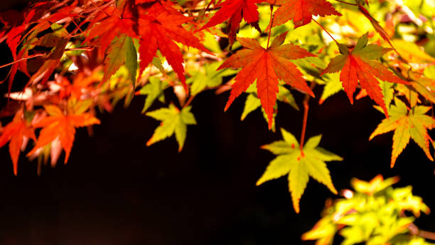 jesienne japońskie liście klonu wyświetlane ze światłem punktowym na czarnym tle. - maple tree tree autumn red zdjęcia i obrazy z banku zdjęć