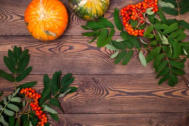 Top view of mini-pumpkins and autumn rowan on a wooden background. Happy Thanksgiving and Harvest Day.