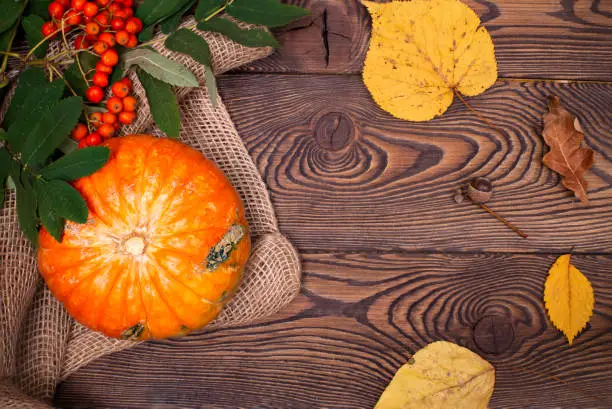 Top view of mini-pumpkins and autumn rowan on a wooden background. Happy Thanksgiving and Harvest Day.