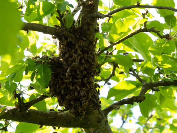 istock Swarm of honeybees in tree 1163571523