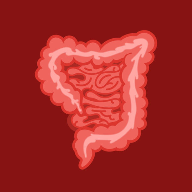 istock Large intestine, part of the digestive system. Vector Illustration of colon Icon 1163571535