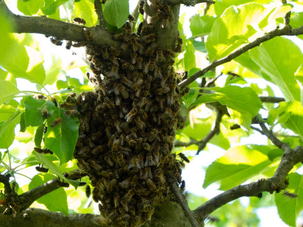 istock Swarm of honeybees in tree 1163571574