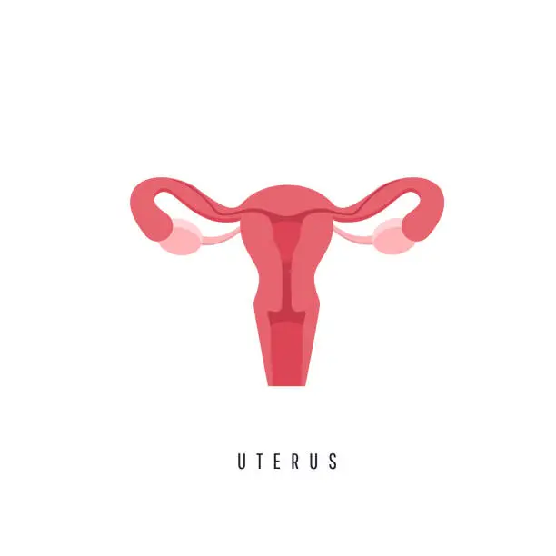 Vector illustration of Human anatomy female reproductive system, female reproductive organs.