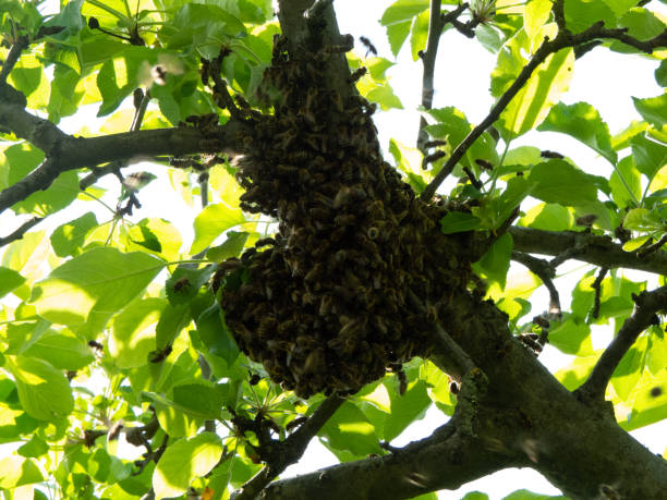 istock Swarm of honeybees in branch 1163571663