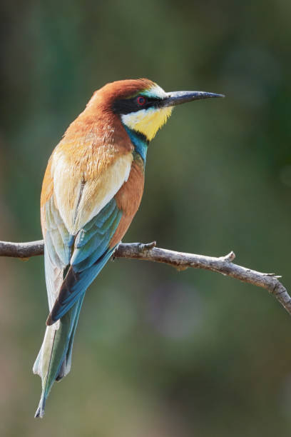 istock European bee-eater sitting on a branch in nature - Merops Apiaster 1163571685