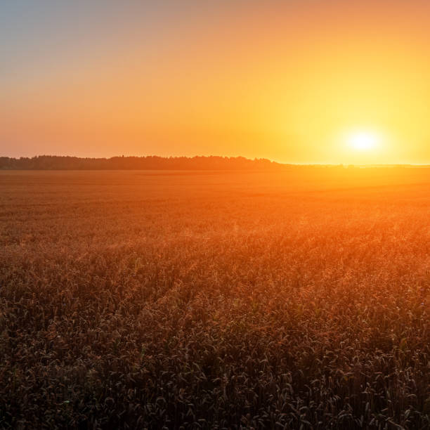 istock Field of ripe rye 1163572469
