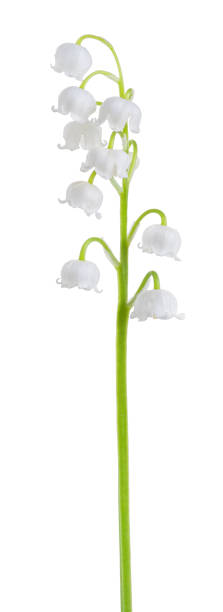 istock Lily of the valley (Convallaria majalis) stem, blooming spring flower 1163572473