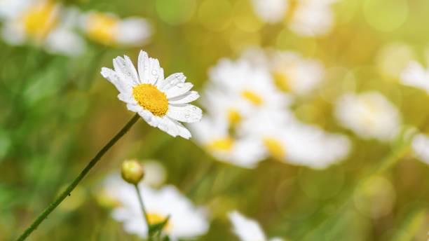 istock hamomile (Matricaria recutita), blooming plants in the spring meadow 1163572497