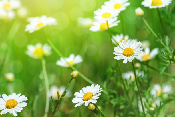 istock hamomile (Matricaria recutita), blooming plants in the spring meadow 1163572568