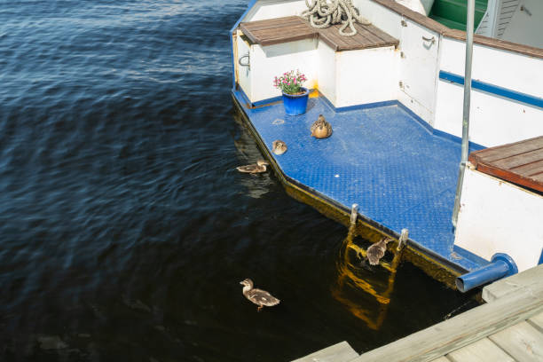 istock Ducks and ducklings are resting on a yacht stern 1163572579