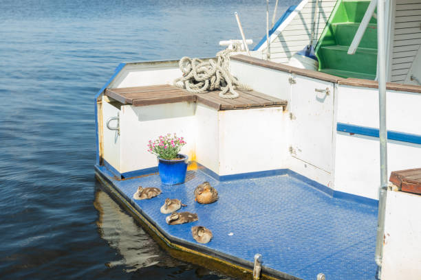 istock Ducks and ducklings are resting on a yacht stern 1163572806