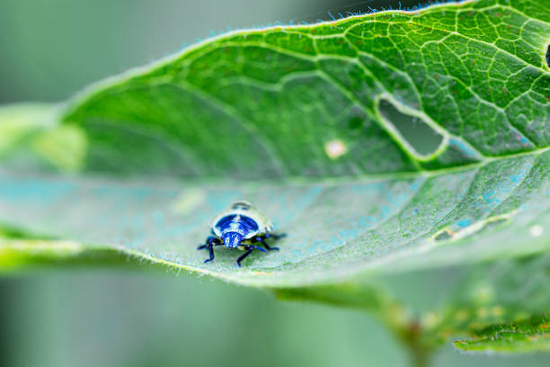 Bug an a leaf An bug sitting an a leaf, hazy foreground, blurred background, bokeh rhagonycha fulva stock pictures, royalty-free photos & images