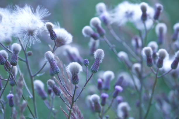 istock Thistle flower in summer. Plant background. Copy space. 1163573337