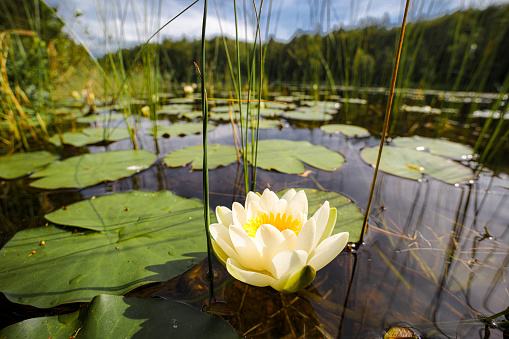 Portrait of a waterlily in a calm pond