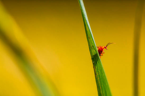 Bug an a straw An bug sitting an a straw, hazy foreground, blurred background, bokeh rhagonycha fulva stock pictures, royalty-free photos & images