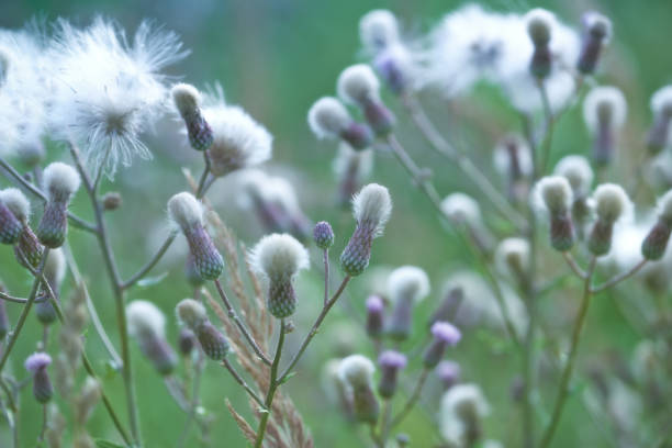 istock Thistle flower in summer. Plant background. Copy space. 1163574510