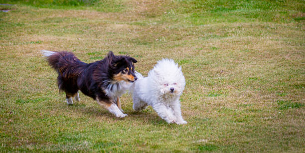 istock Shetland Sheepdog and Bichon Frise 1163574515