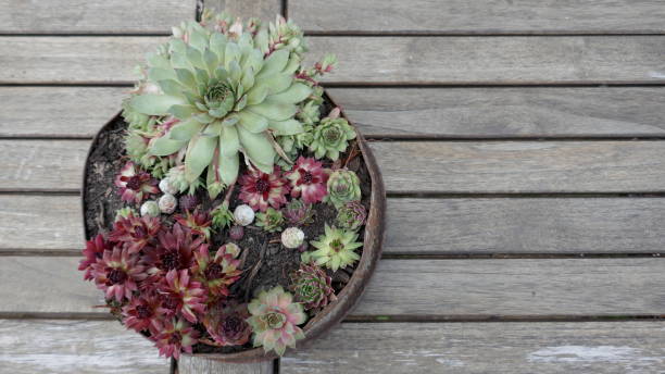 istock Succulents. Cactus plants (Cactaceae) in an old, rusty container on a weathered wooden table. 1163574934
