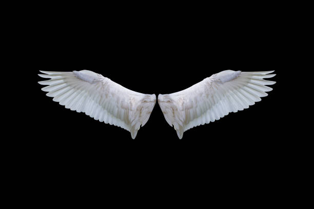 White wings White angel wings isolated on a black background.clipping path devil costume stock pictures, royalty-free photos & images