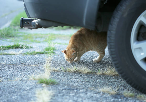 имбирь cat prowls под автомобилем - car prowler стоковые фото и изображения