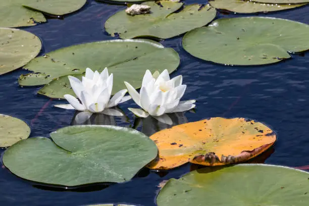Water lilies in Shkodra Lake Albania, Montenegro