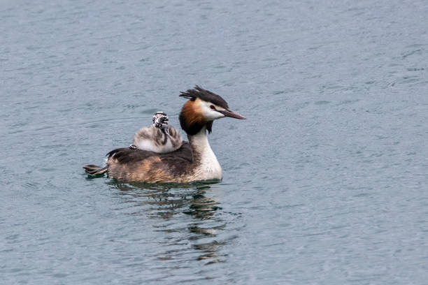 Hooded diver in Shkodra Lake Albania Montenegro Shkodra Lake Albania, MontenegroRecord grebe in Shkodra Lake Albania, Montenegro great crested grebe stock pictures, royalty-free photos & images