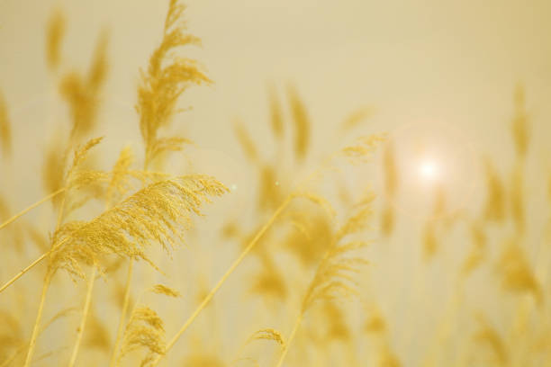 istock Reed grass in bloom, scientific name Phragmites australis, deliberately blurred, gently swaying in the wind on the shore of a pond, Wind orange background 1163578236