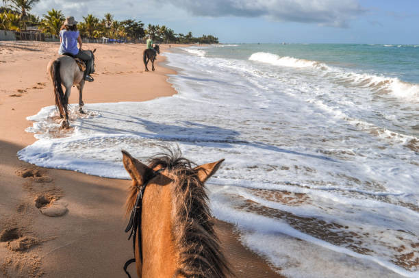 brasilien - reiten an den stränden in bahia - horse beauty beauty in nature women stock-fotos und bilder