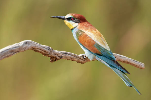 istock One beautiful European bee-eater sitting on a branch in nature - Merops Apiaster 1163578958