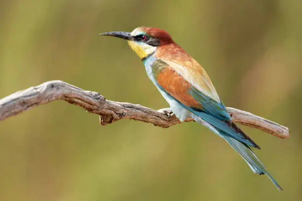 One bee-eater sitting on a branch in Gerolsheim, Germany / July 2019