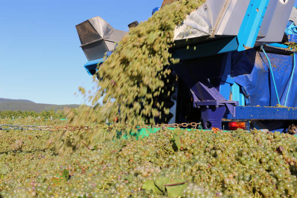 Harvesting grapes in the vineyard with harvester